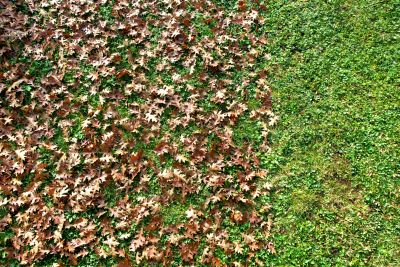 Fall Lawn Cleanup