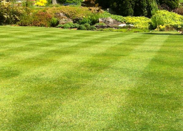Cost of Commercial Grass Cutting in Decatur