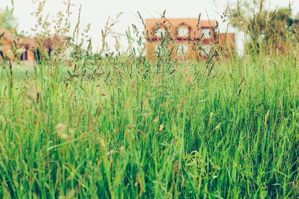 Tall Grass Cutting in Decatur