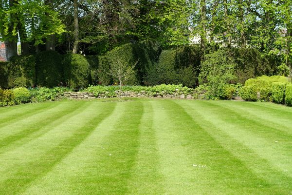 Grass Care Service in Decatur
