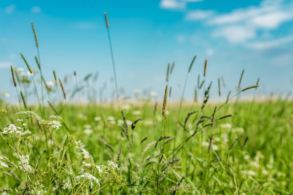 Cost of High Grass Trimming in Decatur