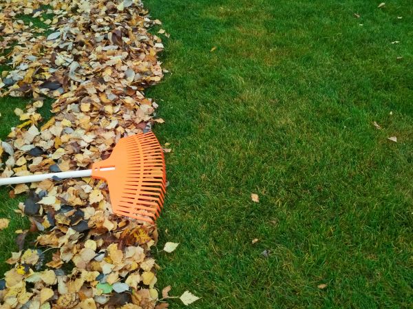 Fall Lawn Care in Decatur